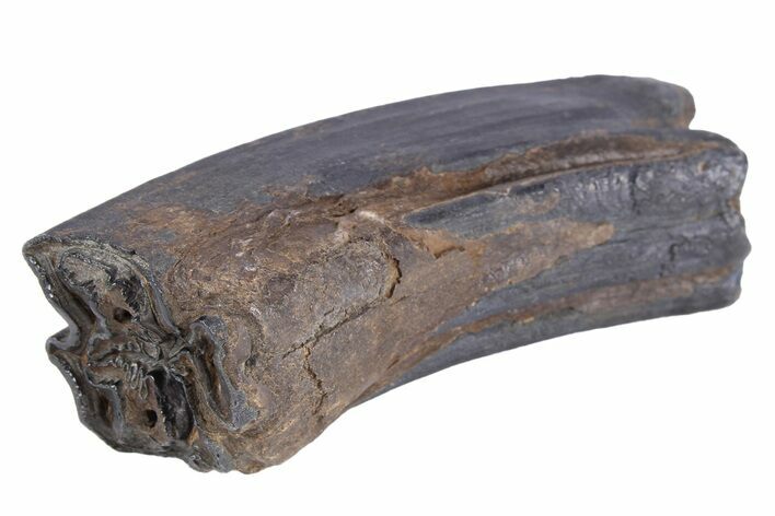 Pleistocene Aged Fossil Horse Tooth - South Carolina #251105
